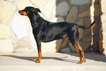 Black and tan German Pinscher dog with natural droopy ears staying outdoors at sunny weather