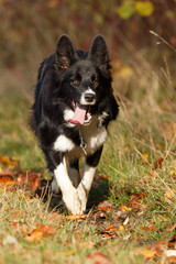 Border Collie im Lauf