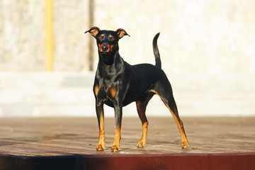Black and tan German Pinscher dog with natural droopy ears staying outdoors at sunny weather