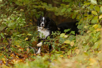 Border Collie im Lauf