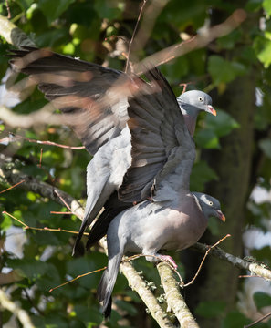 Common Wood Pigeon, Wood Pigeon - spring battle