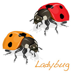 Ladybug illustration