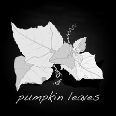 Pumpkin leaf