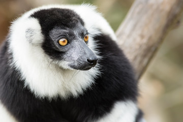 Ring-tailed Lemur (lemur catta) portrait