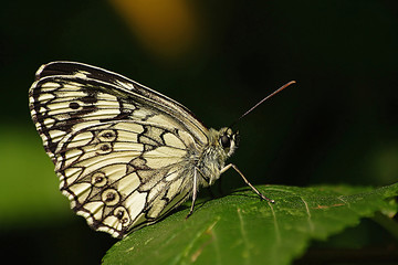 Balkan marbled white on leaf