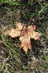 Yellow maple leaf in the green grass, autumn