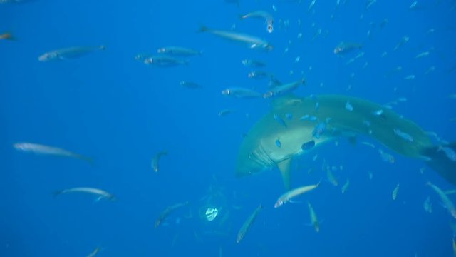 Великолепные подводные погружения с Большими белыми акулами у острова Гуадалупе. Тихий океан. Мексика.