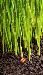 brotes trigo con semilla