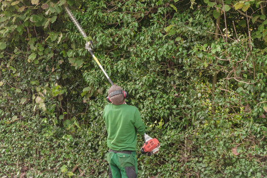 Schneiden einer Hecke mit Motor Heckenschere.
