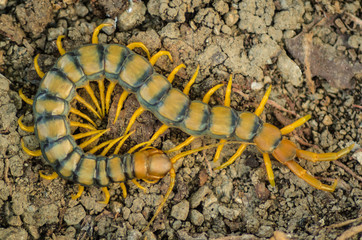 Escolopendra tigra