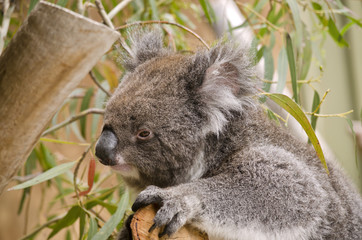 koala