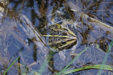Frog in water