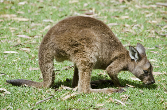 joey kangaroo