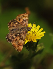 Mallow skipper on flower