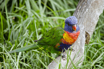 rainbow lorikeet