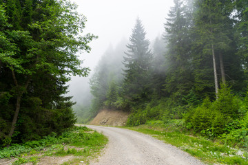 Empty asphalt road in the misty forest. Giresun Highland's - Turkey