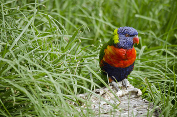 rainbow lorikeet