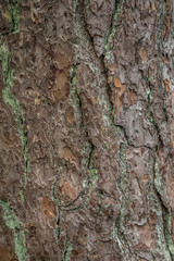 Closeup of texture in brown and green pine park