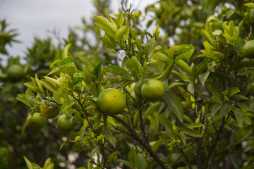 Unripe oranges fruit on the tree