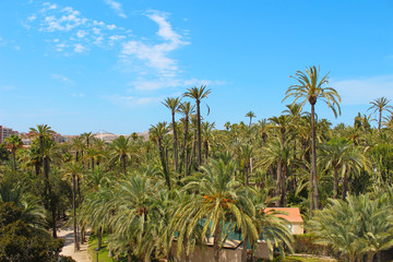 Fototapeta na wymiar Palmeral de Elche, Alicante