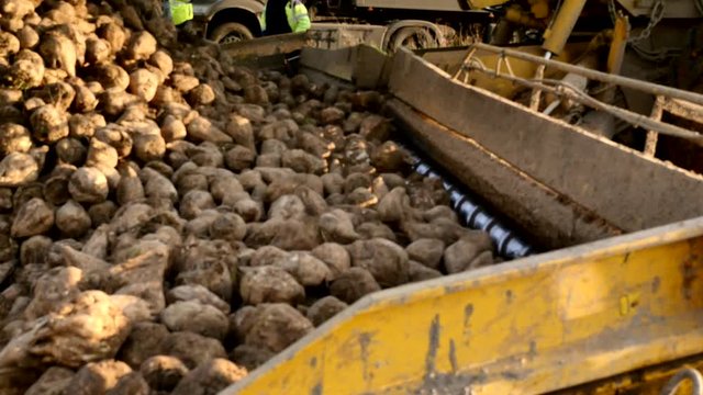 avaleuse &agrave; betteraves en action (video 4k)