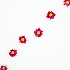 Chrysanthemums on white background. Flat lay, Top view.
