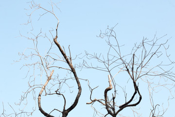branch of tree,old branch and sky