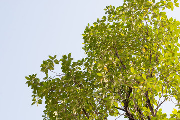 group of green leaf and skygreen leaf from garden,green leaf make oxygen and part of tree
