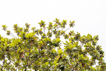 group of green leaf and skygreen leaf from garden,green leaf make oxygen and part of tree