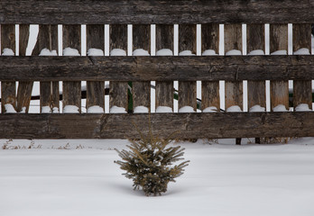 Obraz premium A small spruce tree seedling surrounded by snow against a wood board fence