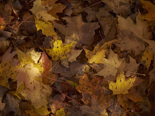 fall foliage, Pennsylvania, USA