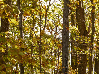 fall foliage, Sussex, New Jersey, USA