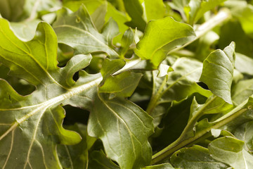 a bowl of fresh arugula 