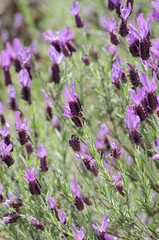 Flores de lavanda en pradera