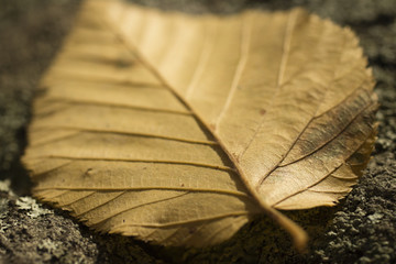 A single beech leaf in autumn