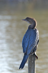 Pygmy cormorant (Microcarbo pygmeus)