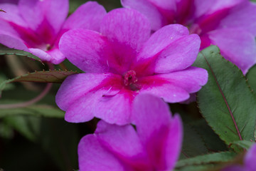 Pink New Guinea Impatients