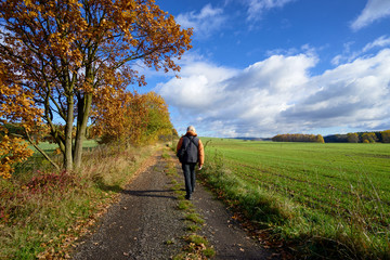 Pedestrian on the road between alley in autumn colors and green field on a sunny day with blue sky and dramatic white clouds.