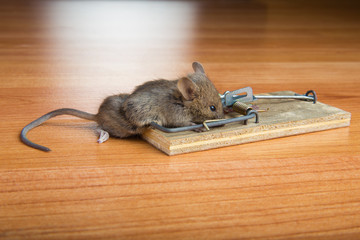 Dead Mouse caught in trap