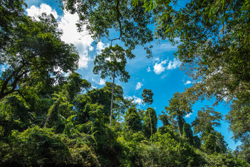 Deep inside the jungle. Taman Negara national park in Malaysia