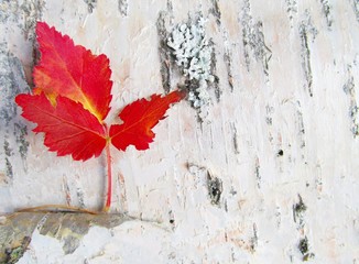 Red leaves on peeling birch bark with copy space.