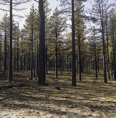 Obraz premium Forest area after a forest fire and cleanup showing darkened tree trunks,stumps and a damaged fence line.