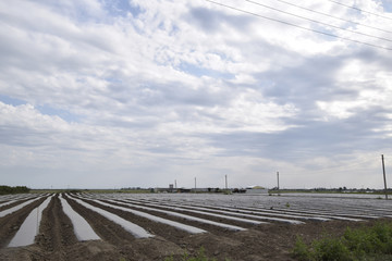 Greenhouses made of polymer film. Early spring in the garden gre