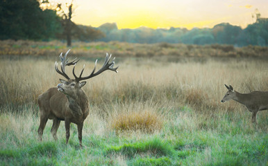 Deers in Richmond park