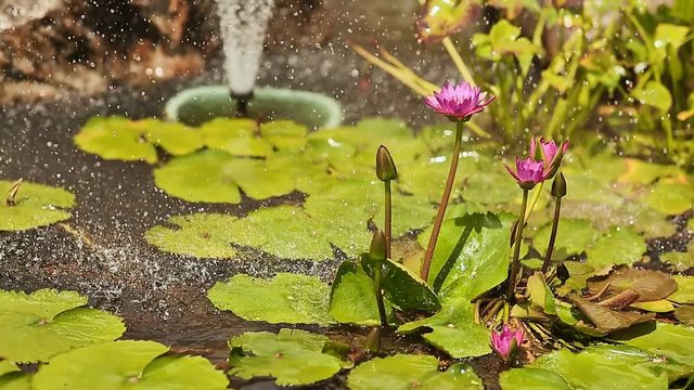 Purple pink water Nymphaea in a pond with a fountain. Water garden. Spray droplets.
