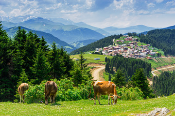 Beautiful pine trees on background high mountains. Kumbet highlands - Giresun