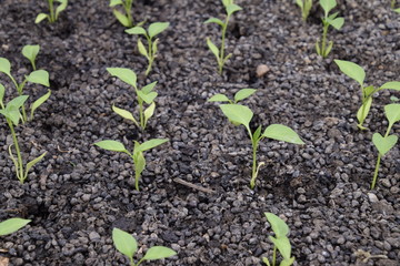Seedlings in the greenhouse. Growing of vegetables in greenhouses.