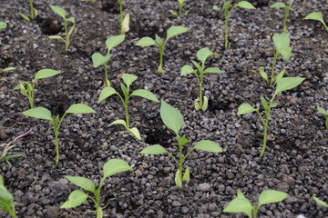 Seedlings in the greenhouse. Growing of vegetables in greenhouses.