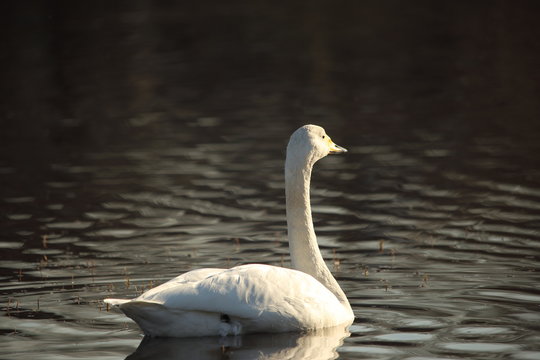 オオハクチョウ ( 大白鳥 / Cygnus cygnus / Whooper swan )
