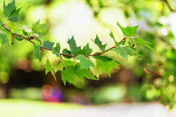 green leaves on the  backgrounds